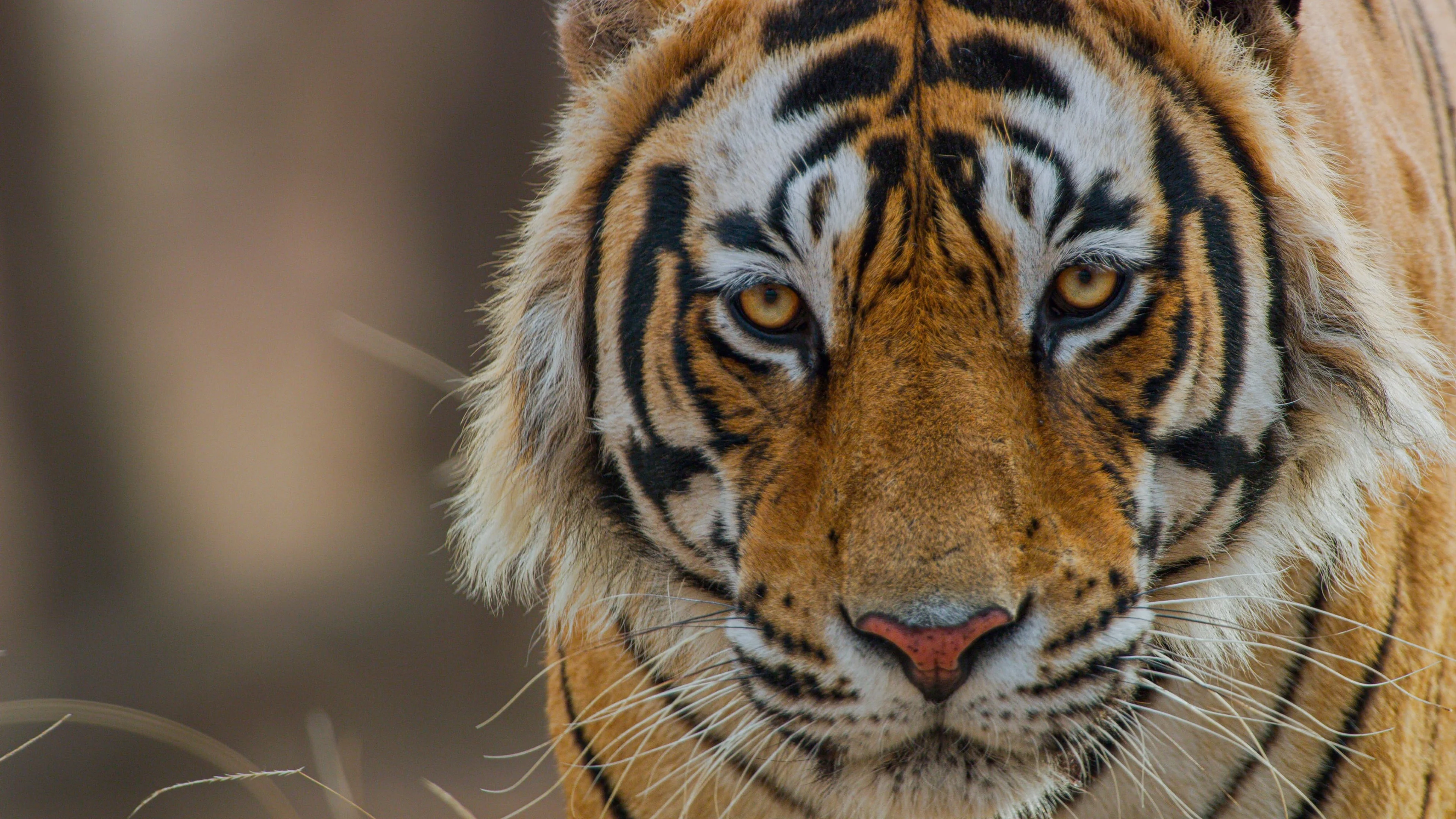 Tiger Full