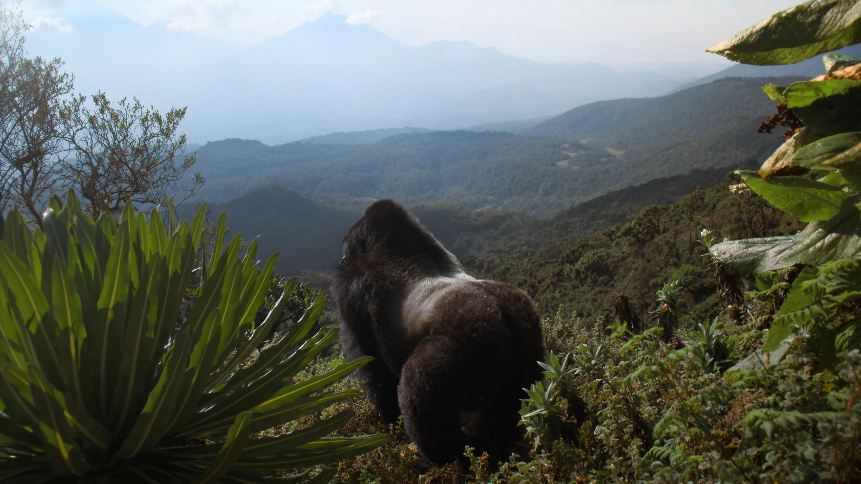 Câu Chuyện Khỉ Đột: Qua Lời Kể Của David Attenborough Full